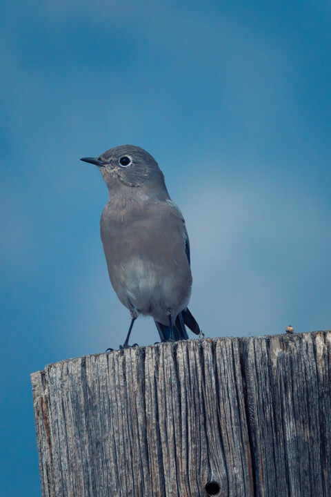 Photography titled "Western Bluebird (f…" by Citellus, Original Artwork, Digital Photography