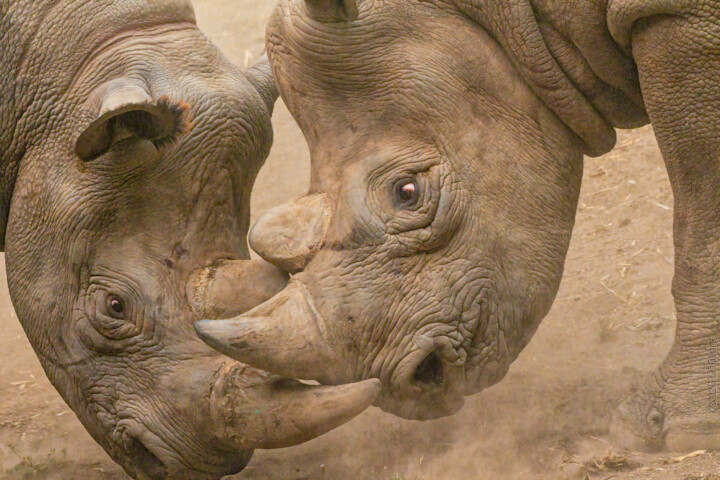 Фотография под названием "Rhinos playing" - Citellus, Подлинное произведение искусства, Цифровая фотография