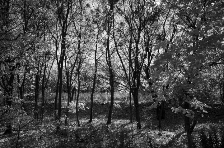 Fotografia intitolato "Forest Melody" da Ievgen Gubareni, Opera d'arte originale