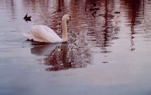 Painting titled "cygne" by Gueda, Original Artwork