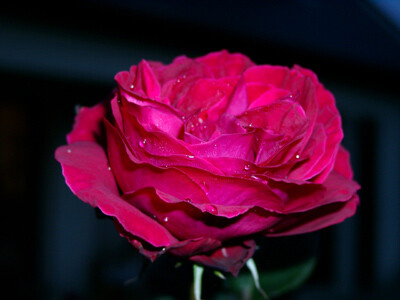 Photographie intitulée "Rose rouge" par Guillaume Lerbourg, Œuvre d'art originale