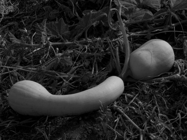 Fotografía titulada "calabazas" por Guille Traverso, Obra de arte original, Fotografía no manipulada
