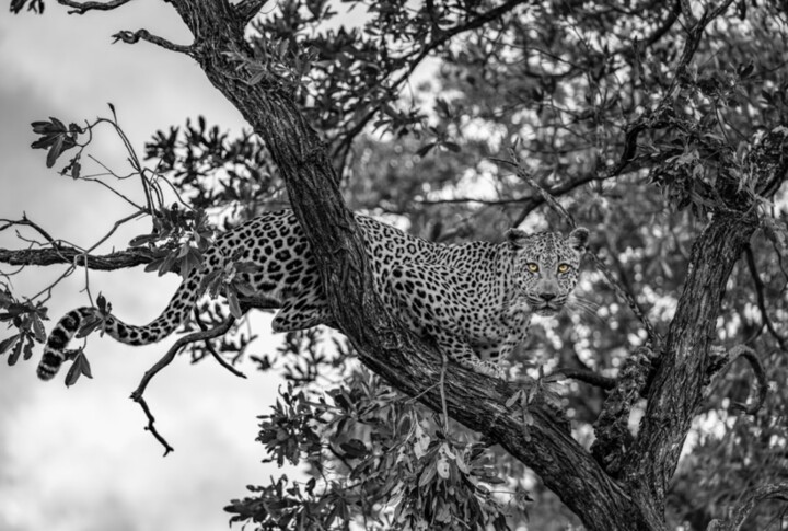 Fotografia zatytułowany „BEAUTIFUL BEAST” autorstwa Gurdal Bibo, Oryginalna praca, Fotografia cyfrowa