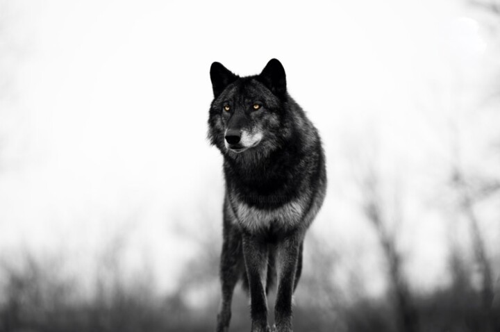 Fotografia zatytułowany „BIG BLACK WOLF” autorstwa Gurdal Bibo, Oryginalna praca, Fotografia cyfrowa