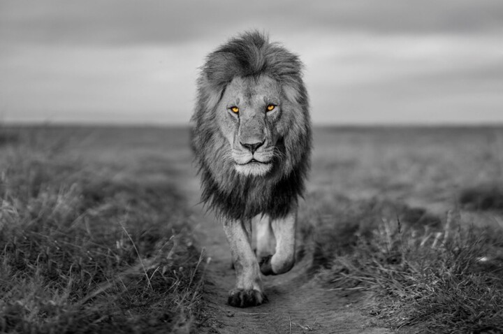 Фотография под названием "THE LONELY ONE" - Gurdal Bibo, Подлинное произведение искусства, Цифровая фотография