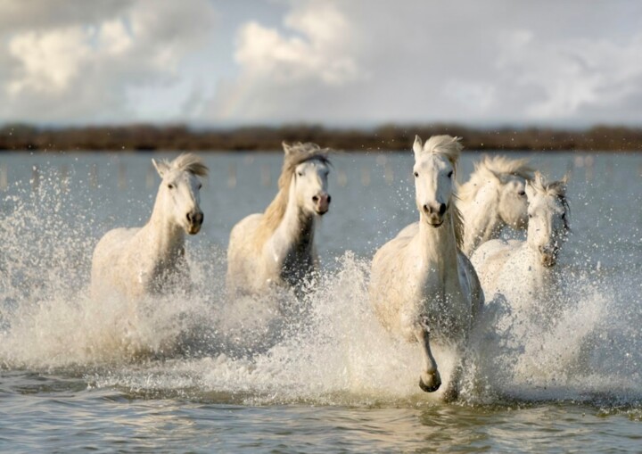 Photographie intitulée "CAMARGUE" par Gurdal Bibo, Œuvre d'art originale, Photographie numérique