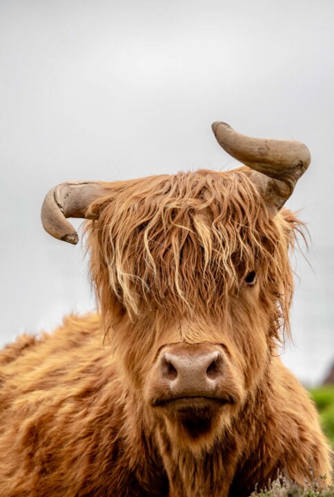 Photographie intitulée "MADCOW" par Gurdal Bibo, Œuvre d'art originale, Photographie numérique