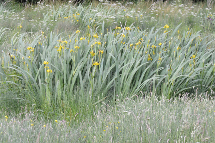 Fotografia zatytułowany „Fleurs des champs -…” autorstwa Guylaine Bisson (GuyL'ART), Oryginalna praca