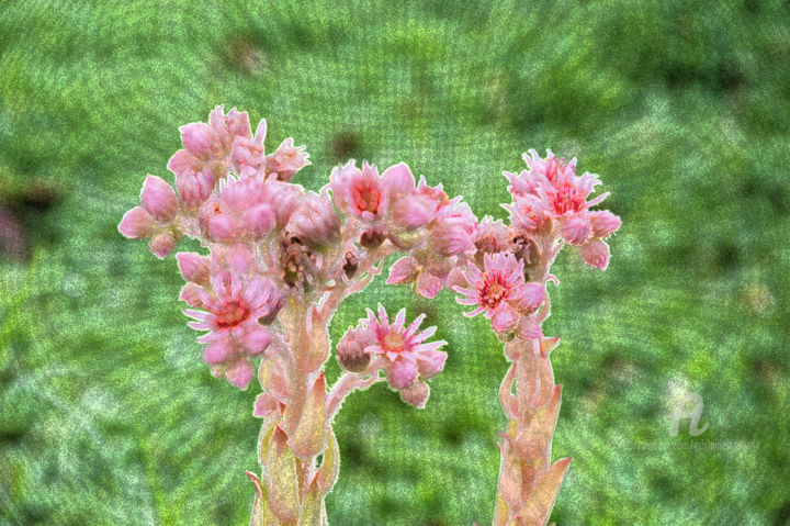 Photography titled "succulentes stylisé…" by Guylaine Bisson (GuyL'ART), Original Artwork