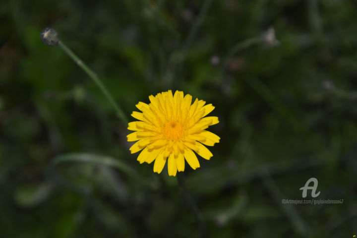 摄影 标题为“Solo de fleur jaune” 由Guylaine Bisson (GuyL'ART), 原创艺术品, 数码摄影