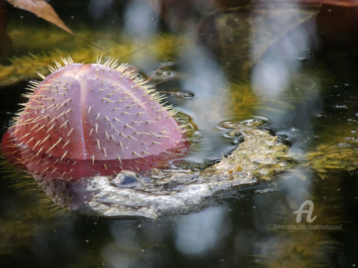 Photography titled "Euryale férox ou né…" by Guylaine Bisson (GuyL'ART), Original Artwork, Digital Photography