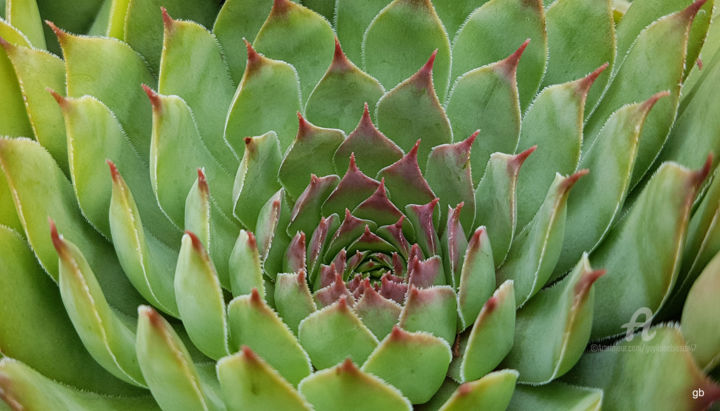 Photographie intitulée "Succulente - plante…" par Guylaine Bisson (GuyL'ART), Œuvre d'art originale, Photographie non manipu…