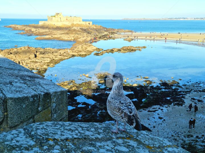 Photographie intitulée "St-Malo, jeune goél…" par Gwenn Pinault, Œuvre d'art originale, Photographie numérique