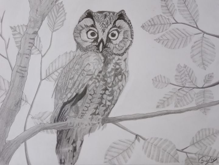 Tekening getiteld "Hibou paisible." door Gwenolee Mahe, Origineel Kunstwerk, Potlood