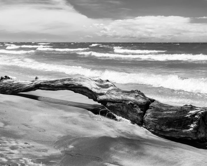 Photography titled "Lakeshore Driftwood" by Gwendolyn Roth, Original Artwork, Non Manipulated Photography
