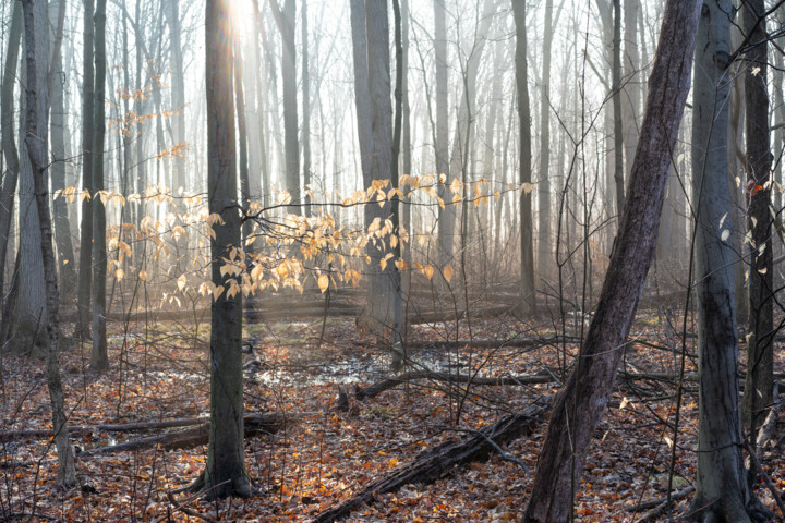 Photography titled "Light in the Forest" by Gwendolyn Roth, Original Artwork, Non Manipulated Photography