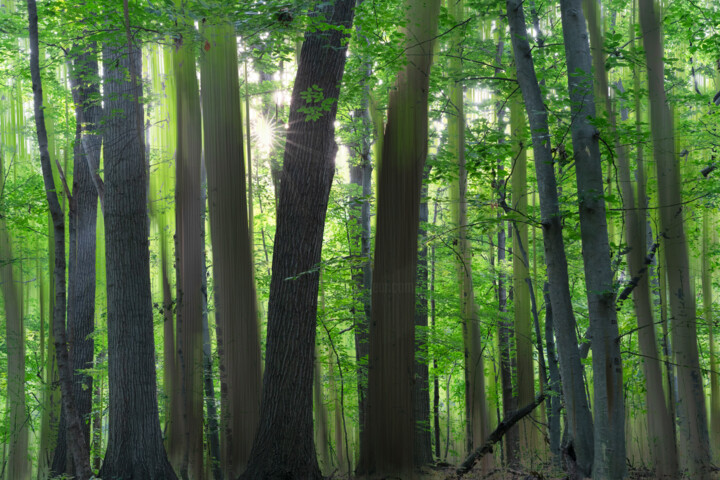 Photography titled "Dark Woods" by Gwendolyn Roth, Original Artwork, Digital Photography