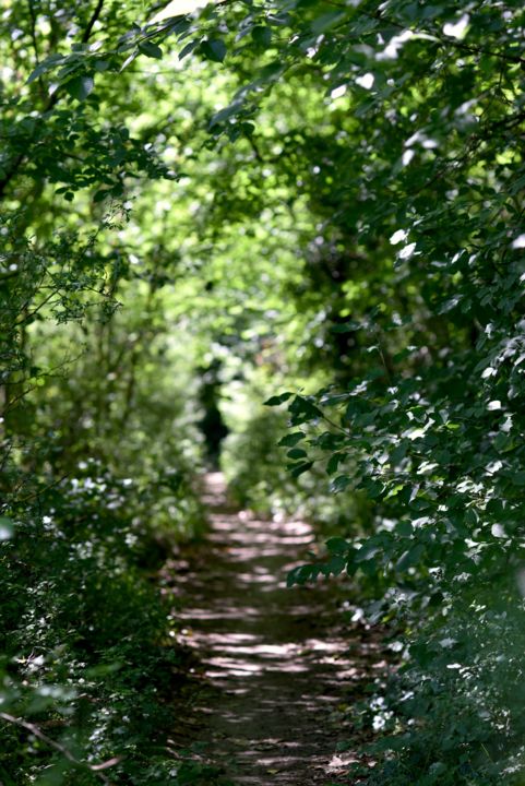 Фотография под названием "Trouée en verts" - Herve L (Achel), Подлинное произведение искусства, Цифровая фотография