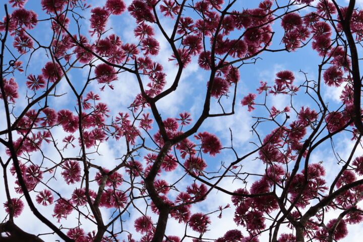 "ENTRE FLORES" başlıklı Fotoğraf Halder tarafından, Orijinal sanat, Dijital Fotoğrafçılık