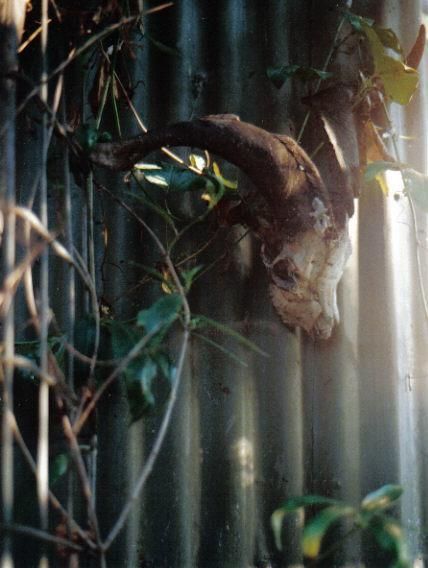 Photographie intitulée "GOATS HEAD - COOMBA" par David Vincent Hammer, Œuvre d'art originale