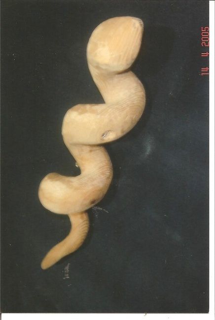 Sculpture intitulée "snake" par Hamsi, Œuvre d'art originale, Bois