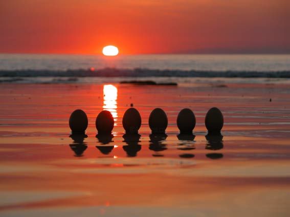 Photographie intitulée "eggs4.jpg" par Hansjorg Stubler, Œuvre d'art originale