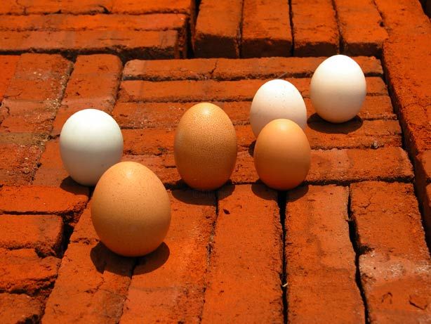 Fotografia intitolato "eggs5.jpg" da Hansjorg Stubler, Opera d'arte originale