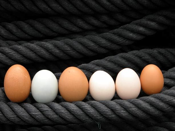 Photographie intitulée "eggs7.jpg" par Hansjorg Stubler, Œuvre d'art originale