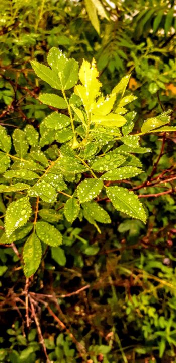 Photography titled "Dew drops" by Harman Ghuman, Original Artwork, Digital Photography