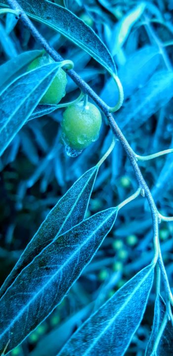 Photography titled "Olives after Rain" by Harman Ghuman, Original Artwork, Digital Photography