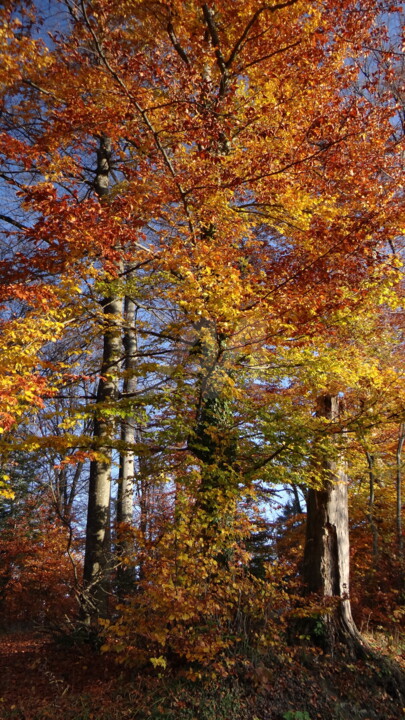 Photography titled "Colorful Trees" by Harpreet Kaur, Original Art,