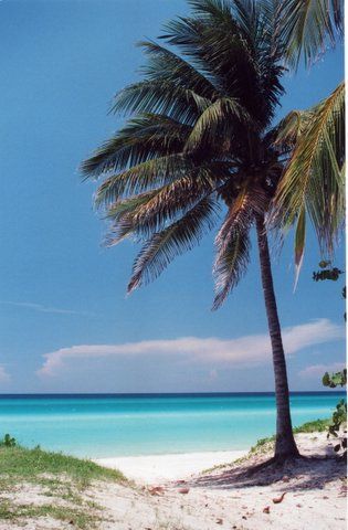"Palm Beach" başlıklı Fotoğraf Heart Art Rebecca tarafından, Orijinal sanat