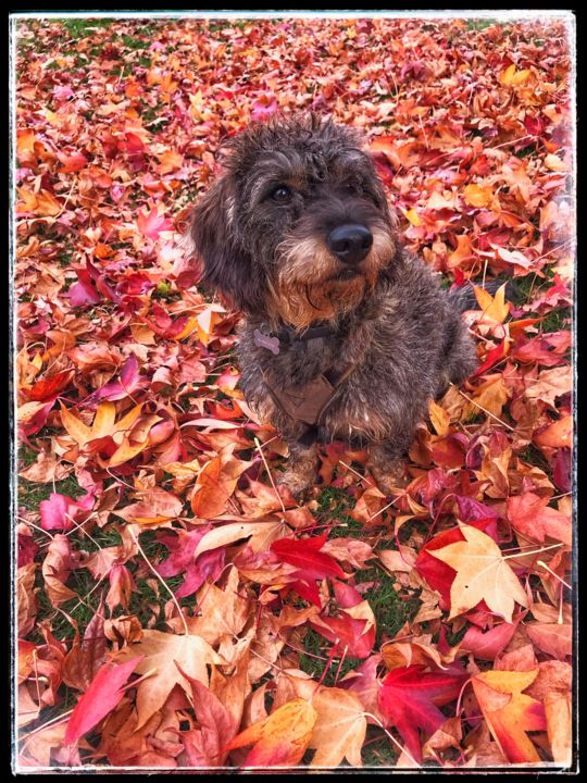 Fotografia zatytułowany „Autumn leaves” autorstwa Heart Art Rebecca, Oryginalna praca, Fotografia cyfrowa