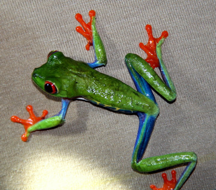 Photography titled "Colorful frog" by Heart Art Rebecca, Original Artwork