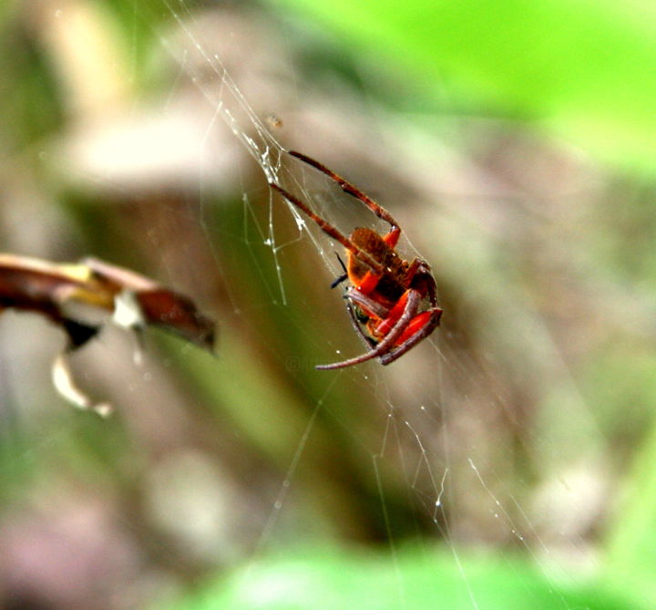 Photography titled "Spider in his web" by Heart Art Rebecca, Original Artwork