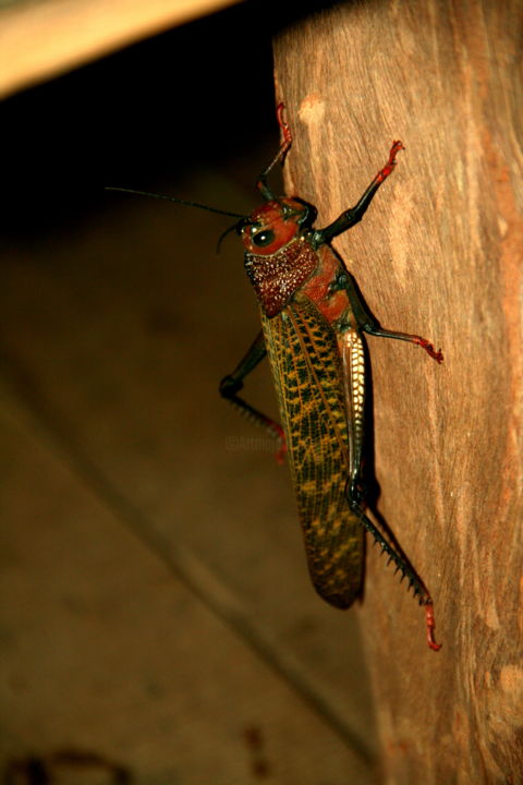 Photography titled "Grasshopper" by Heart Art Rebecca, Original Artwork