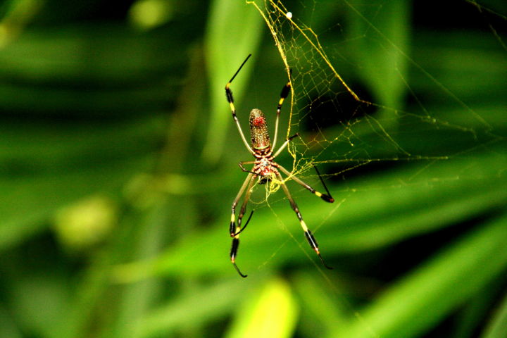 摄影 标题为“Spider in his web” 由Heart Art Rebecca, 原创艺术品