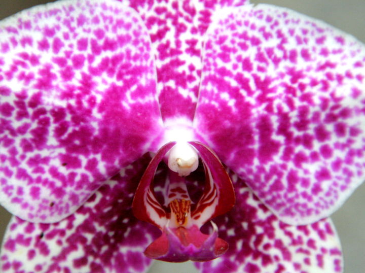 Fotografia intitulada "Rare orchid" por Heart Art Rebecca, Obras de arte originais