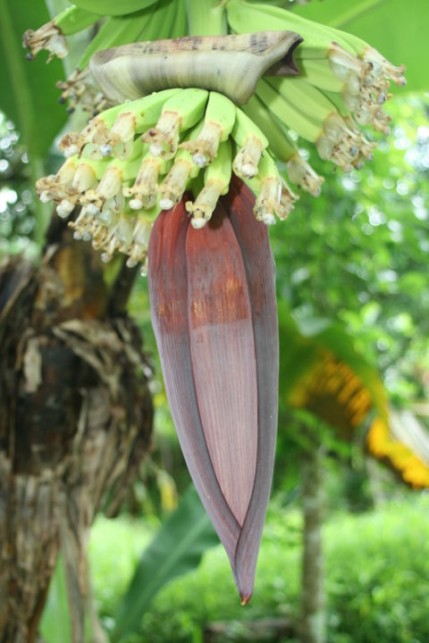 Photography titled "Banana Flower" by Heart Art Rebecca, Original Artwork