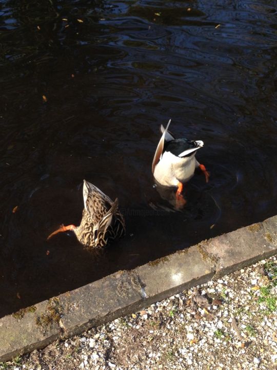 Photography titled "Ducks Amstelpark Am…" by Heart Art Rebecca, Original Artwork