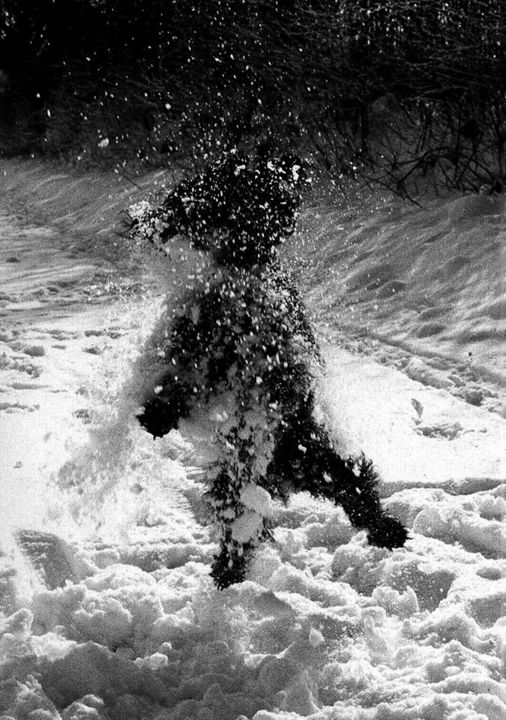 Fotografia intitolato ""Jumping Dog"" da Heinz Baade, Opera d'arte originale