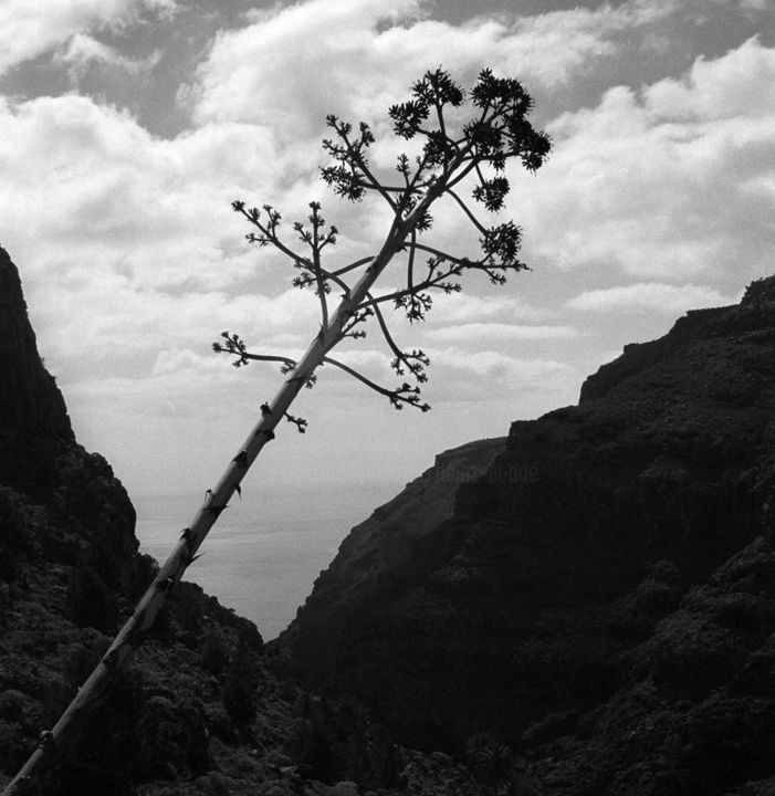 Photography titled "Gomera, 1991" by Heinz Baade, Original Artwork