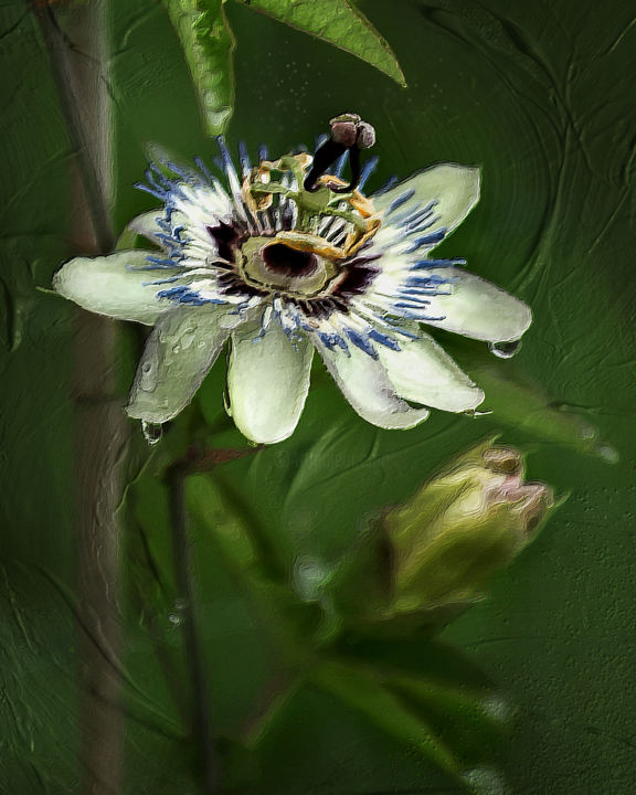 Grafika cyfrowa / sztuka generowana cyfrowo zatytułowany „Passiflora” autorstwa Helena Vintergreen, Oryginalna praca, Malars…