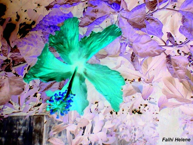 Photography titled "a-expose-22.jpg" by Helene Falhi, Original Art,