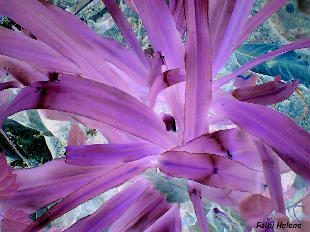 Photography titled "a-expose-27.jpg" by Helene Falhi, Original Art,