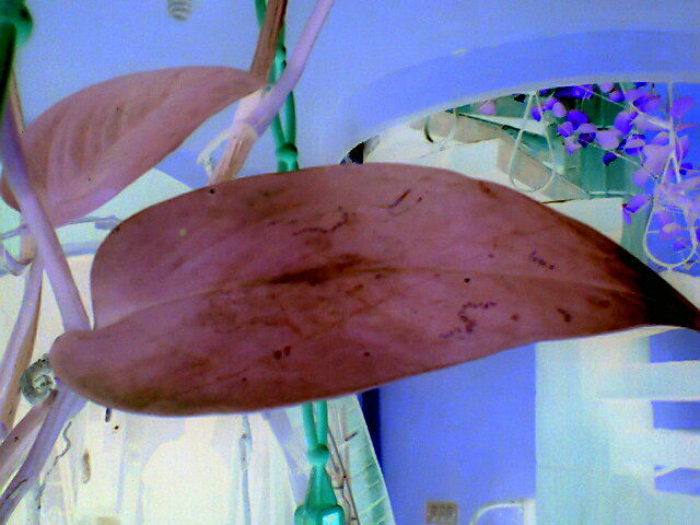 Photography titled "a-expose-300.jpg" by Helene Falhi, Original Art,