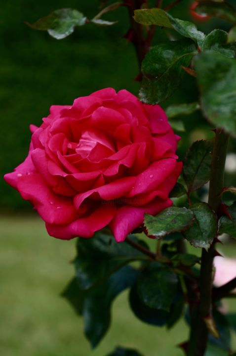 Photographie intitulée "Rose" par Hélène Gondelle, Œuvre d'art originale