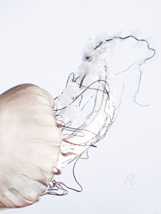 "Jellyfish#1" başlıklı Fotoğraf Hélène Tourbine tarafından, Orijinal sanat, Dijital Fotoğrafçılık