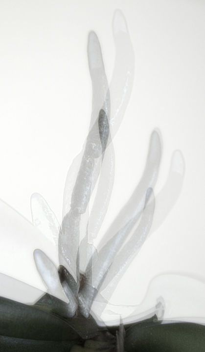 Фотография под названием "Prefab sprout #2" - Hélène Tourbine, Подлинное произведение искусства, Манипулированная фотография