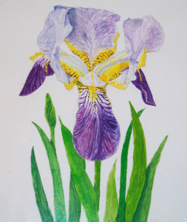 Картина под названием "un iris" - Héloïse Chouard, Подлинное произведение искусства, Акварель